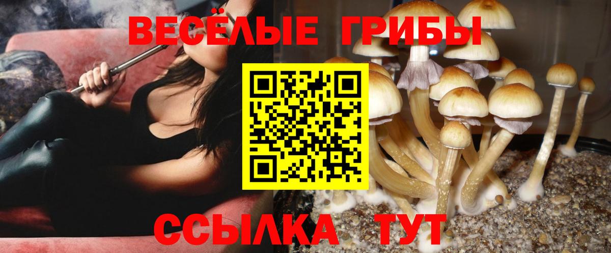 Псилоцибиновые грибы Cubensis  Вход с VPN  Артёмовский 